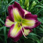 Tap Out Daylily
